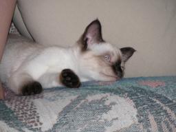 kittens - 071007 41